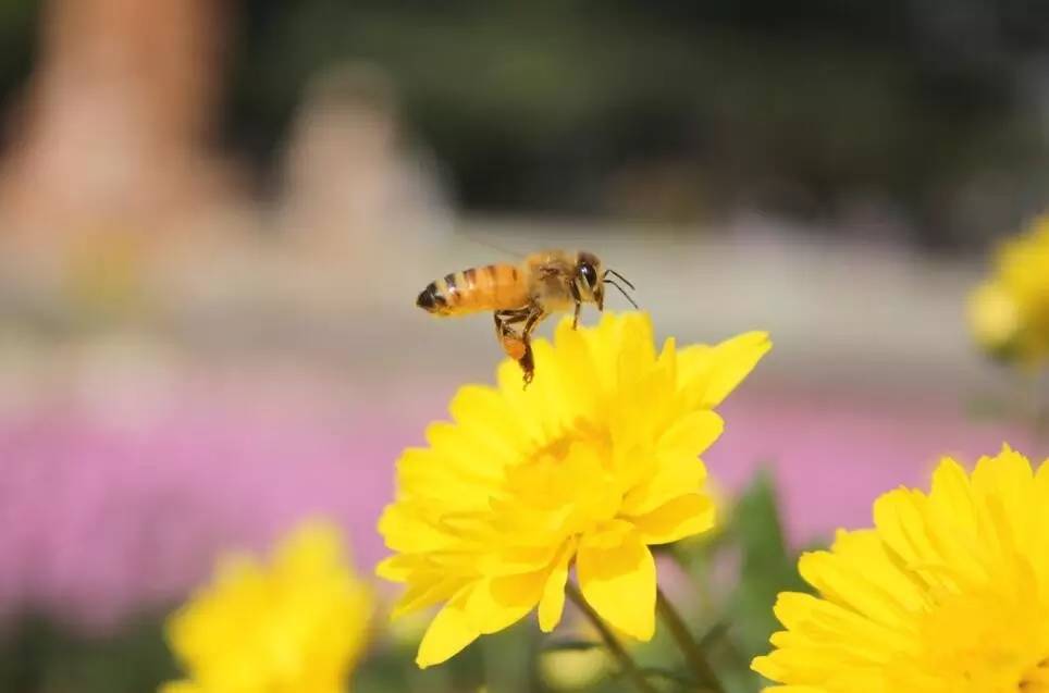 古人写蜜蜂的诗