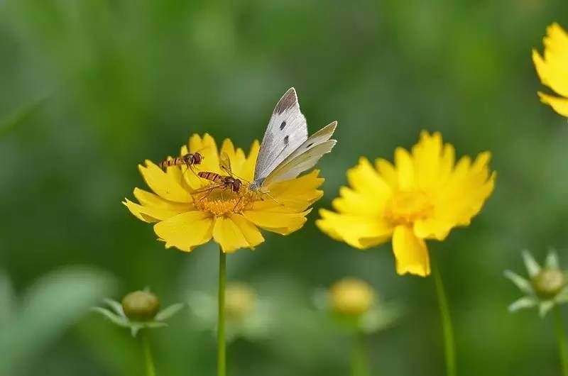 古人写蜜蜂的诗