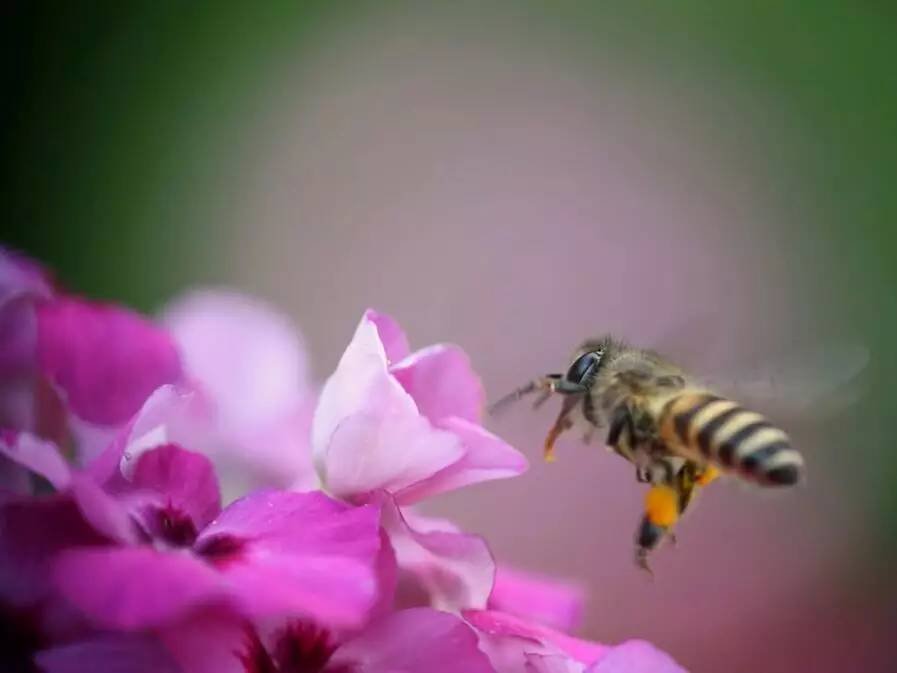 古人写蜜蜂的诗