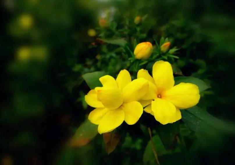 写迎春花的诗词鉴赏