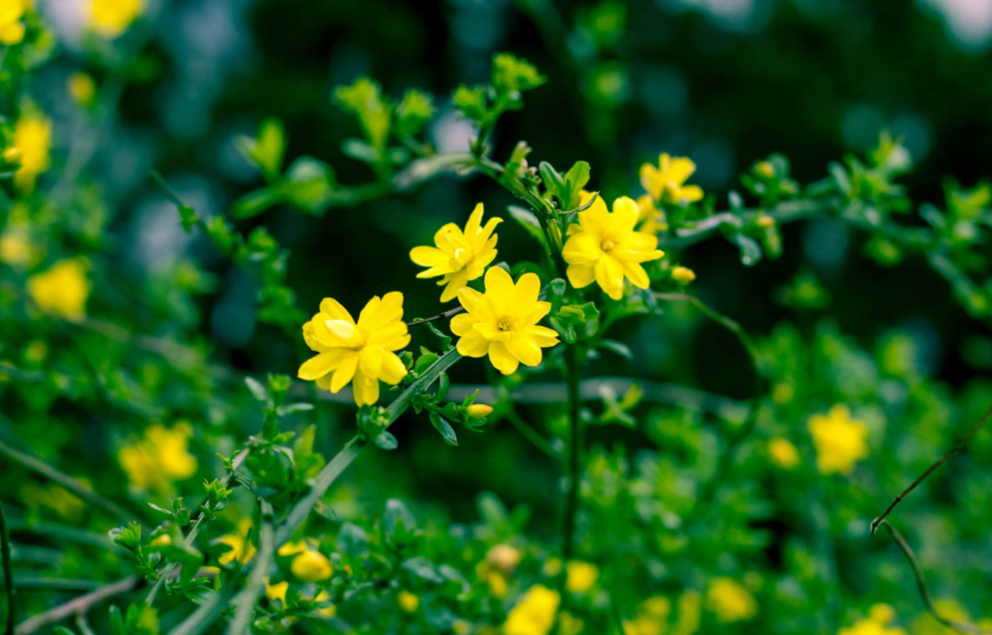 写迎春花的诗词鉴赏