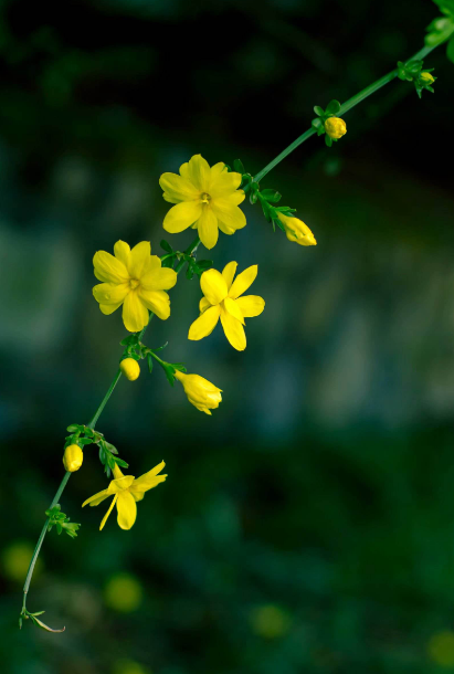 写迎春花的诗词鉴赏