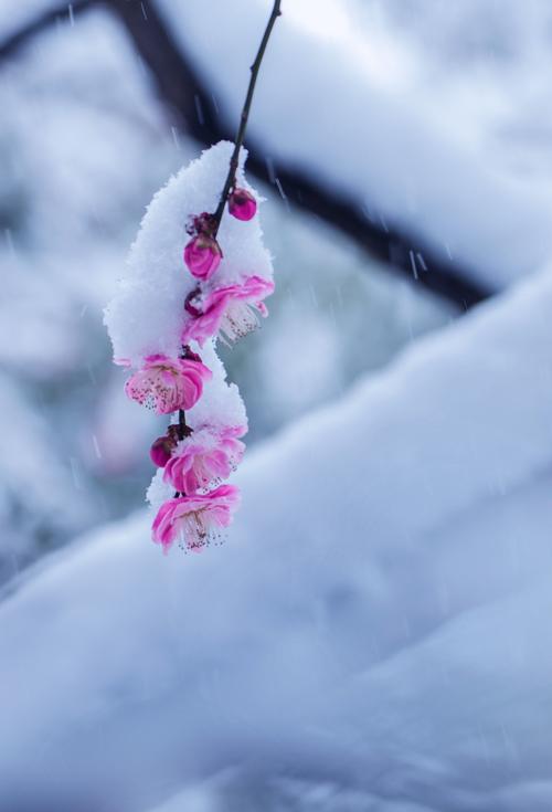 清寒料峭，飞雪莹春