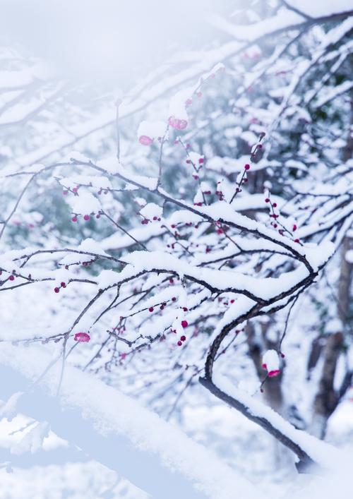 清寒料峭，飞雪莹春