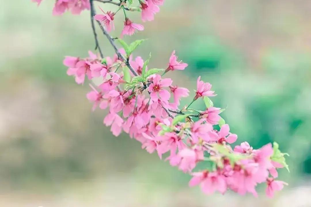 花开的唯美文案