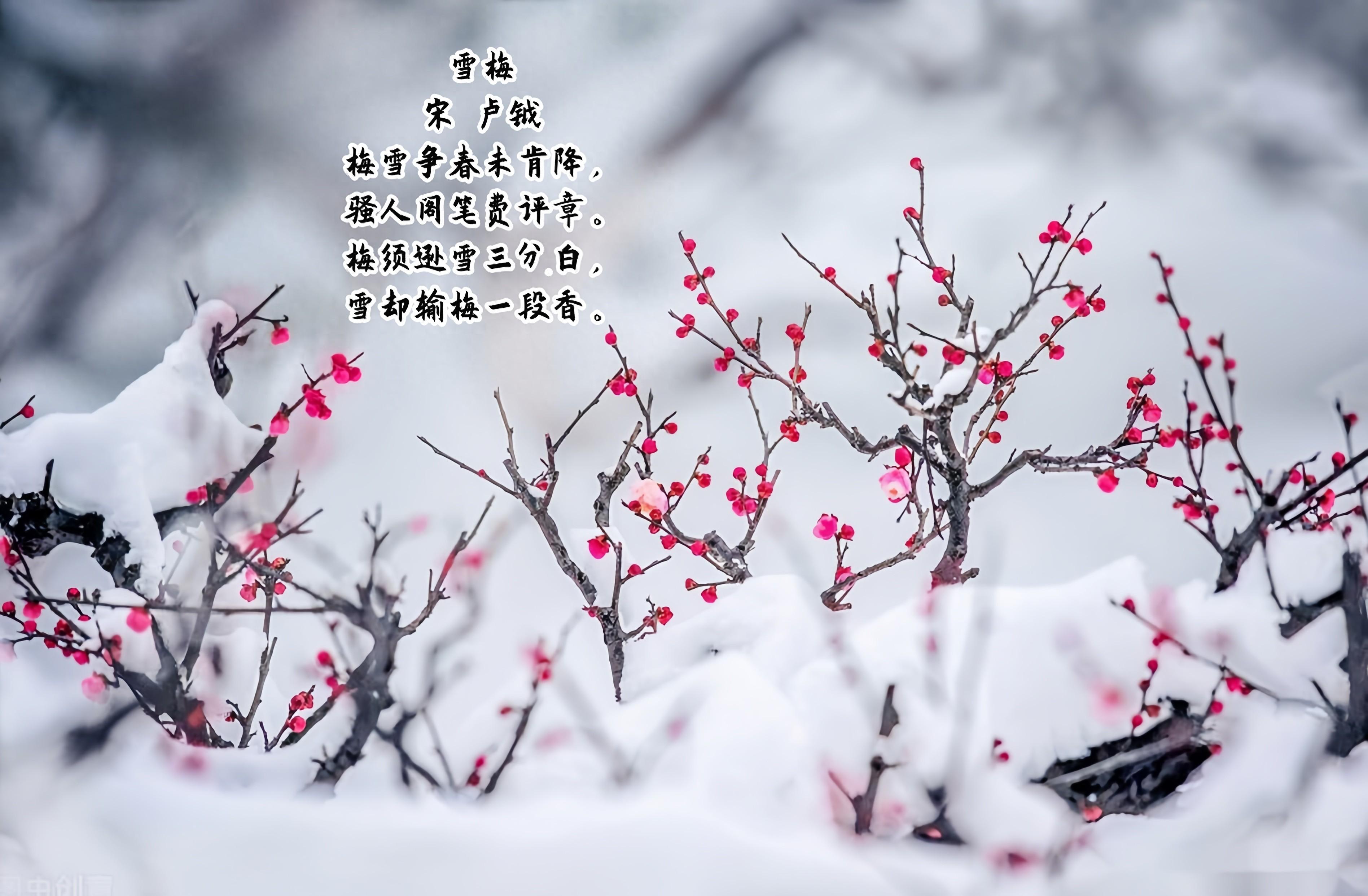 古诗《雪梅》原文翻译及赏析