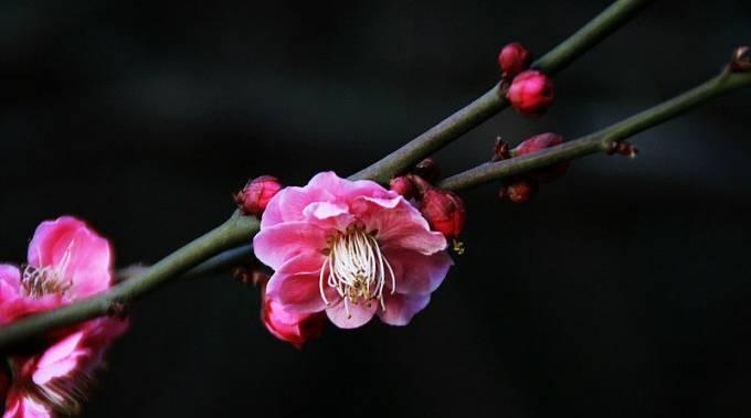 索溪峪的野阅读理解