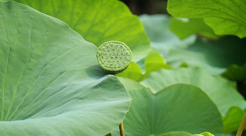 叶圣陶 藕与莼菜阅读