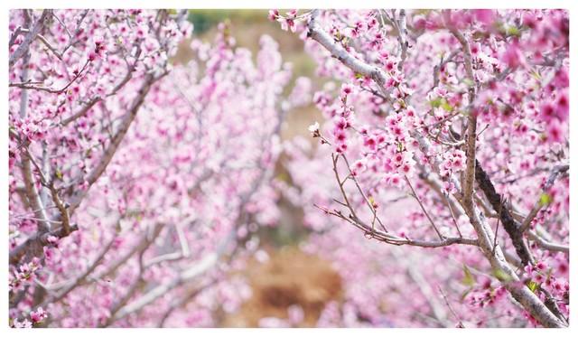 陶渊明的《桃花源记》原文翻译及赏析