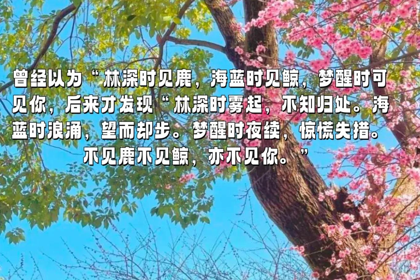 苏轼水调歌头明月几时有全诗鉴赏