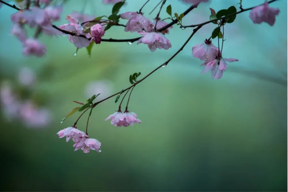 描写春雨的的诗句