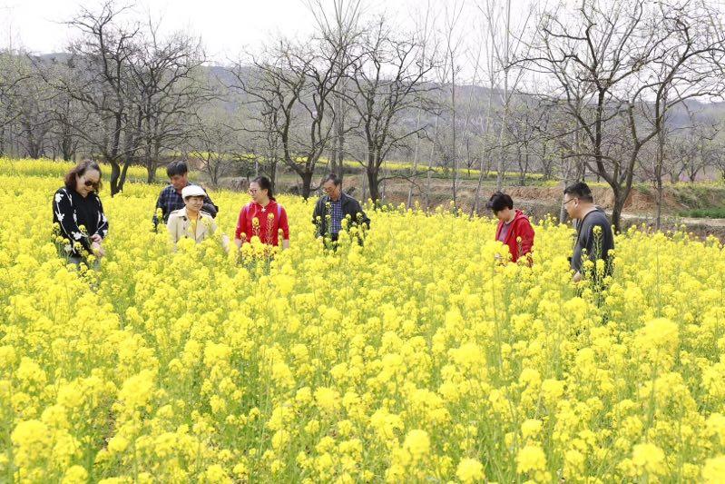 油菜花,现代诗