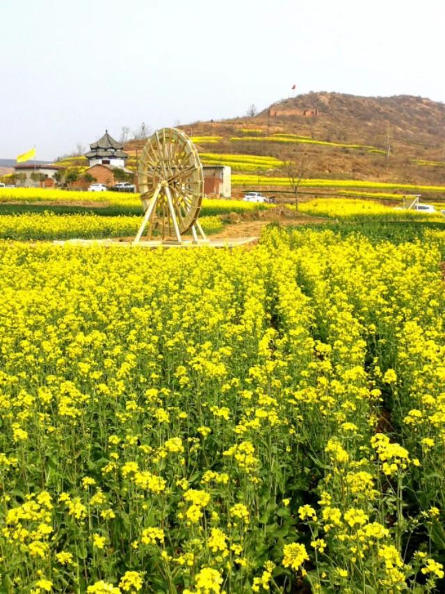 油菜花,现代诗