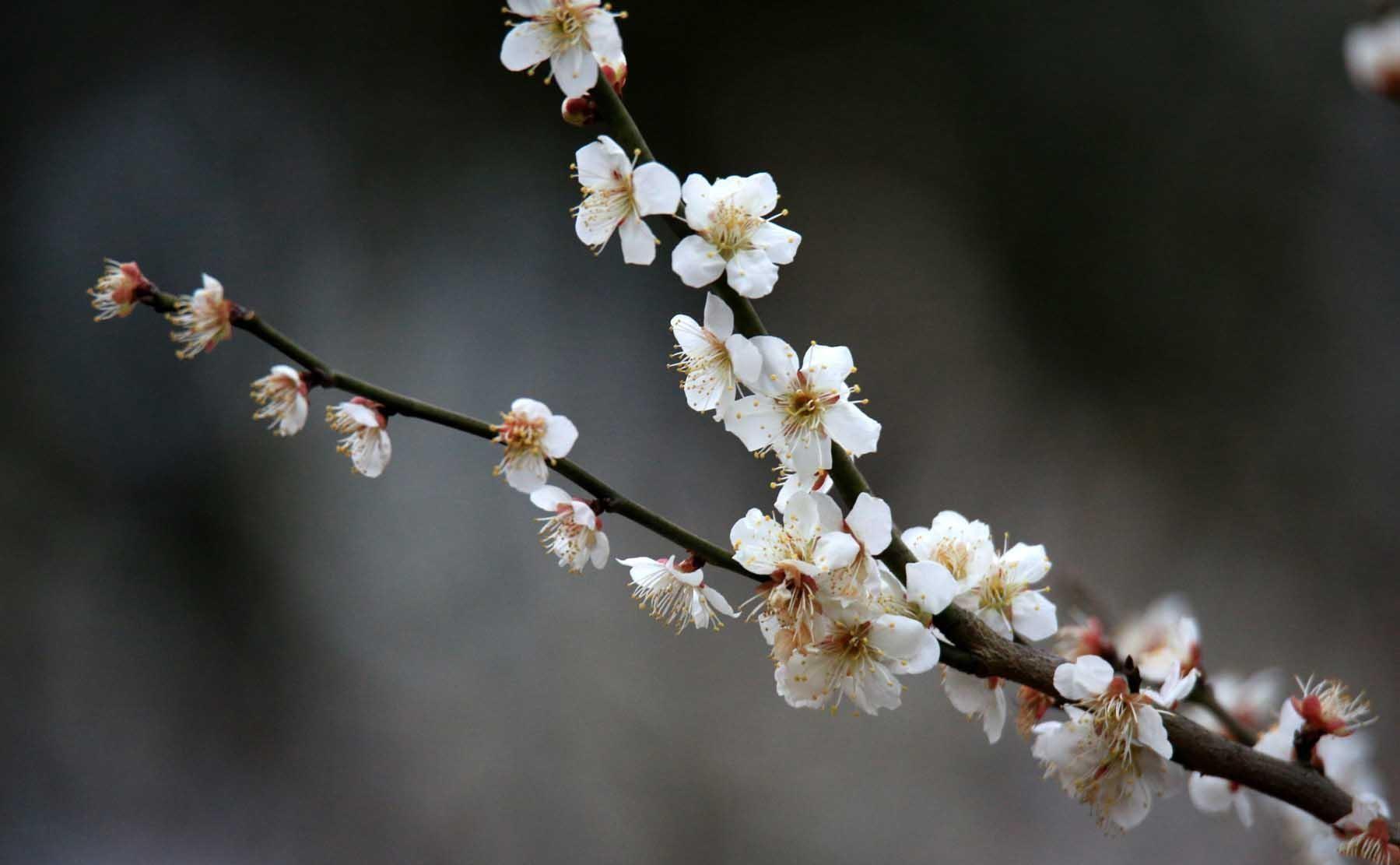 梅花精神和品质