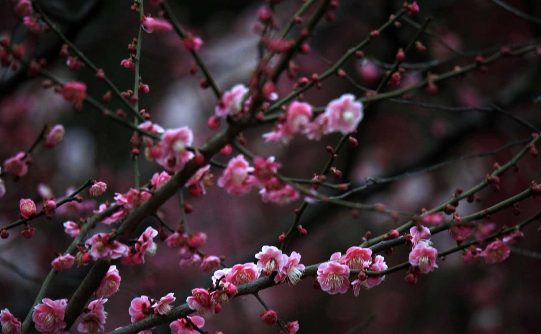 梅花精神和品质