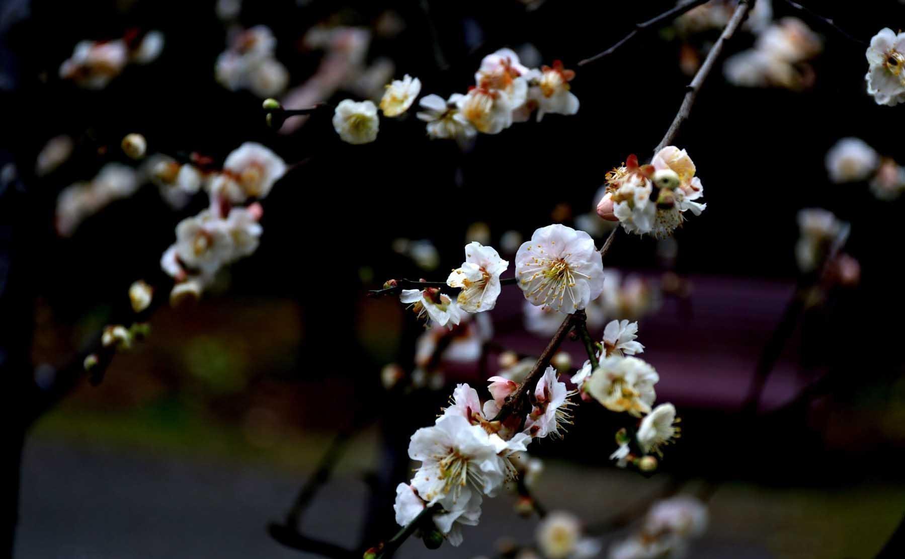 梅花精神和品质