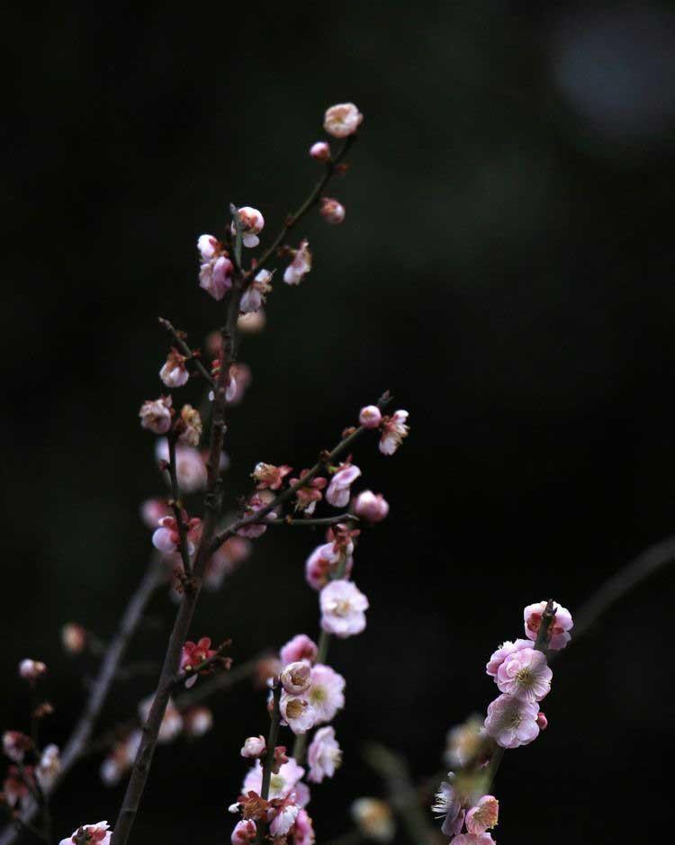 梅花精神和品质