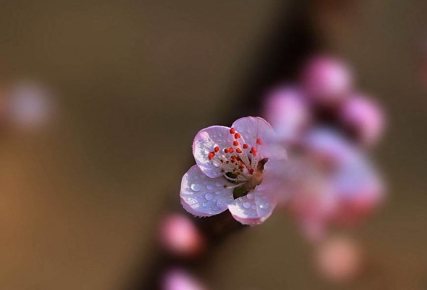 古人关于桃花的诗句