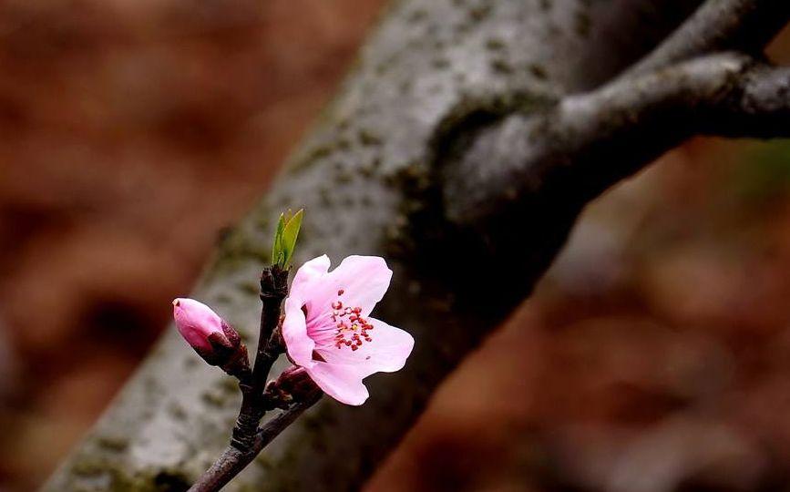 古人关于桃花的诗句