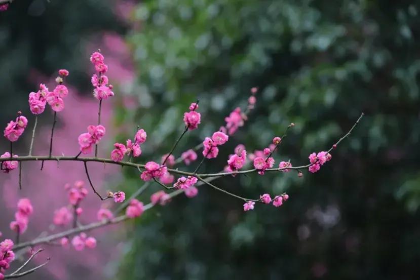 古诗词里的梅花