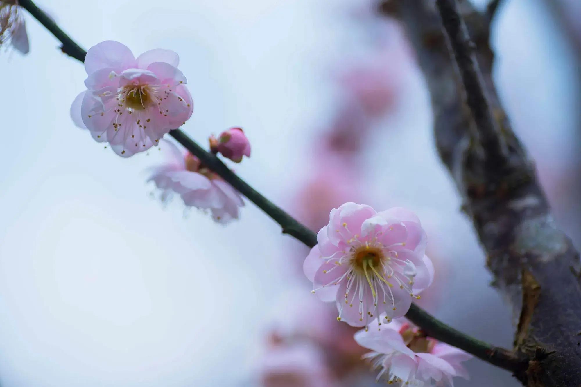 古诗词里的梅花