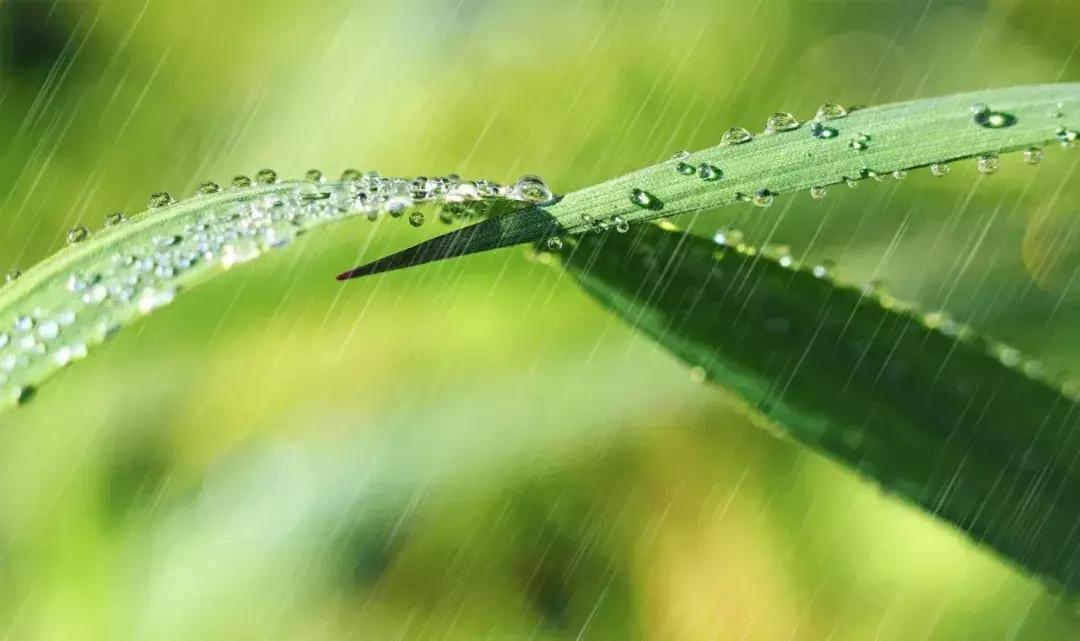 春雨诗词10首