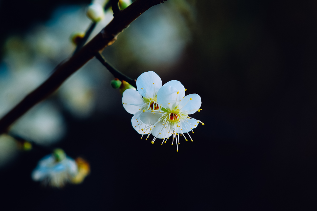 惊蛰节气谚语及诗词