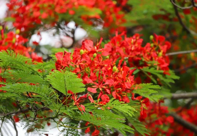 厦大校花是什么花