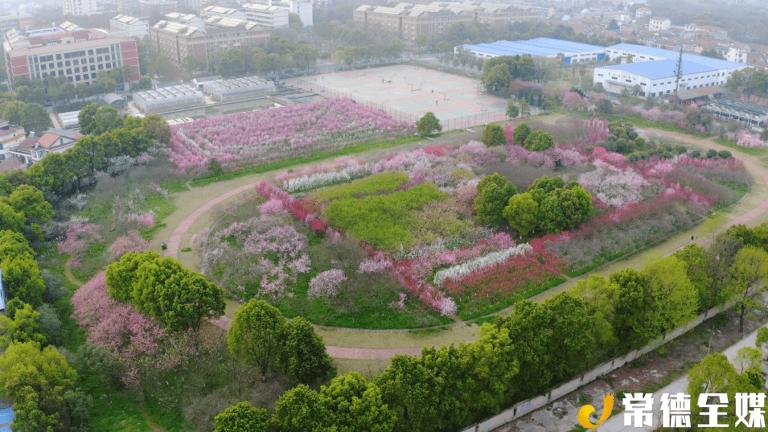 常德高职院的什么花