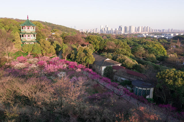 江南大学-梅园怎么样