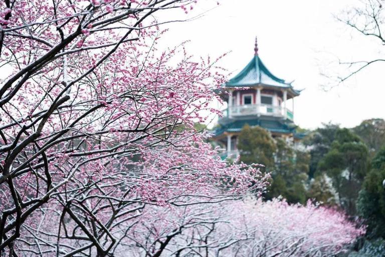 江南大学-梅园怎么样