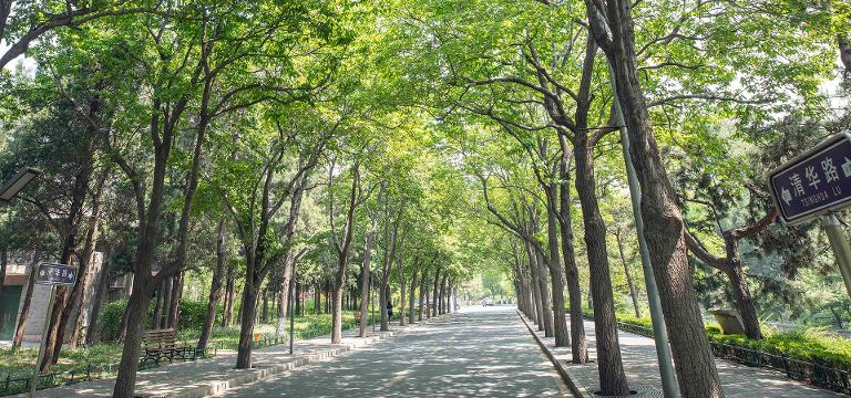 清华大学植物有哪些