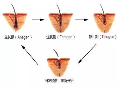 阴飋是多久长会长的