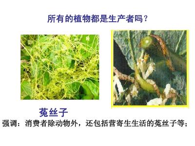 什么是植物生产类