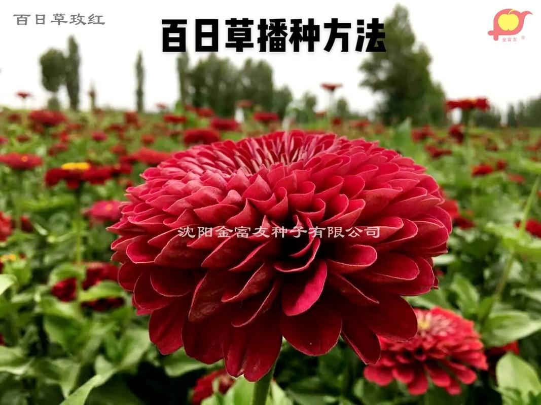 什么名字草业最好