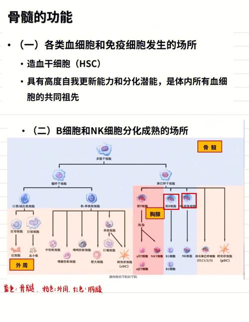 免疫都有什么学科