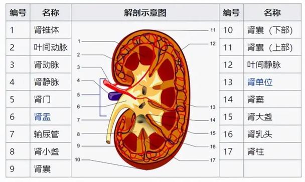 tu医学是什么单位