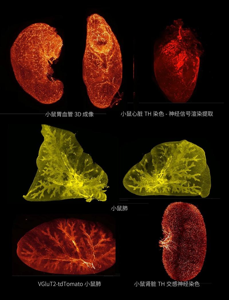 研究荧光要学什么课