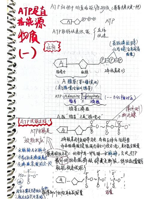 直接能源物质是什么HTP