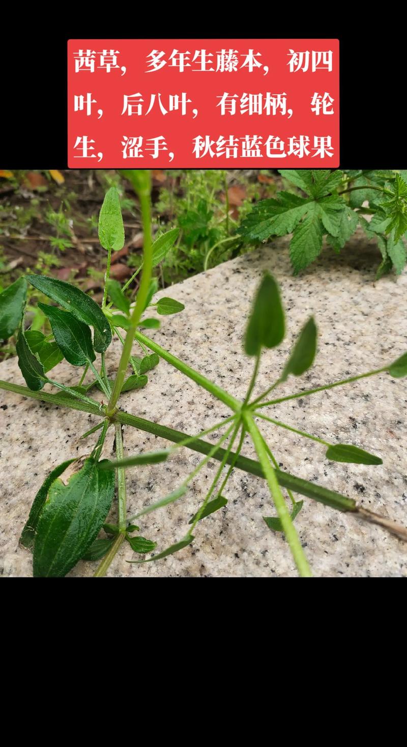 校园里有哪些中药植物