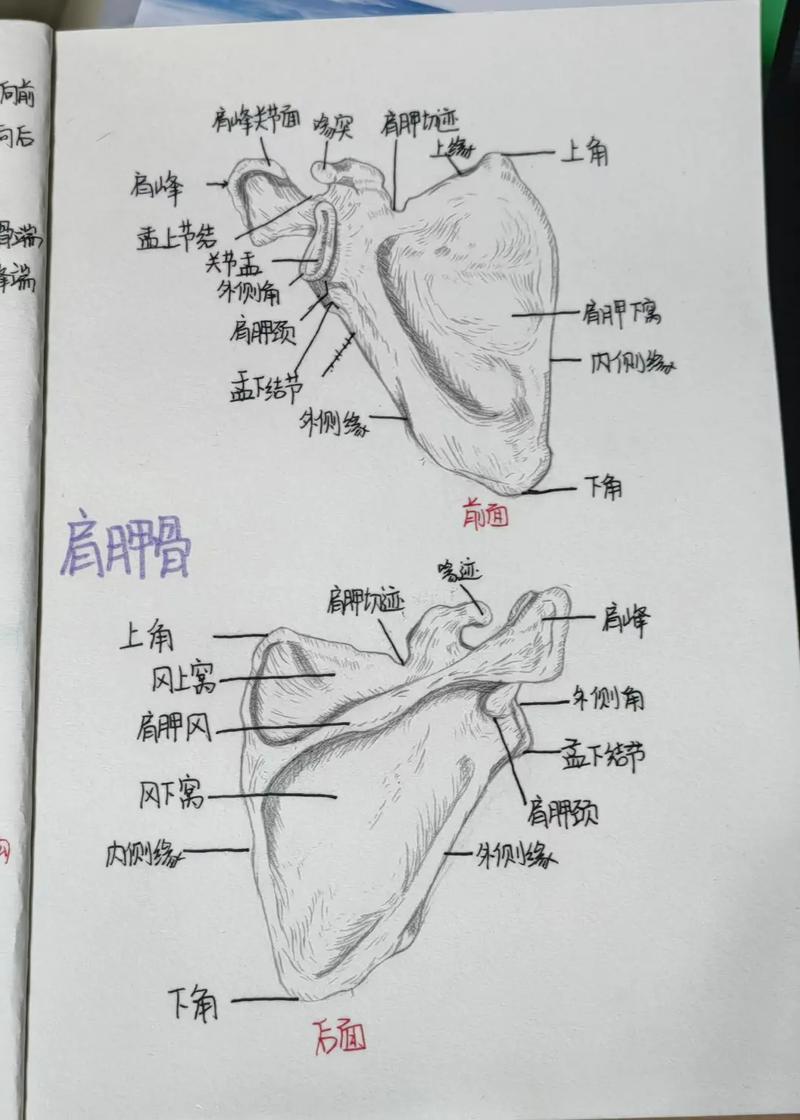 有哪些学校设解剖学