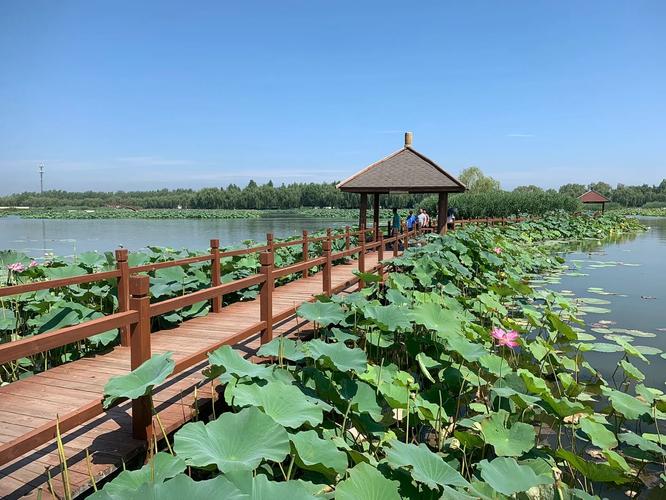 白洋淀有什么大学