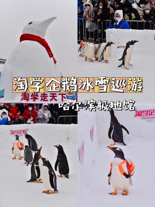 哈尔滨冰雪学院可以学什么