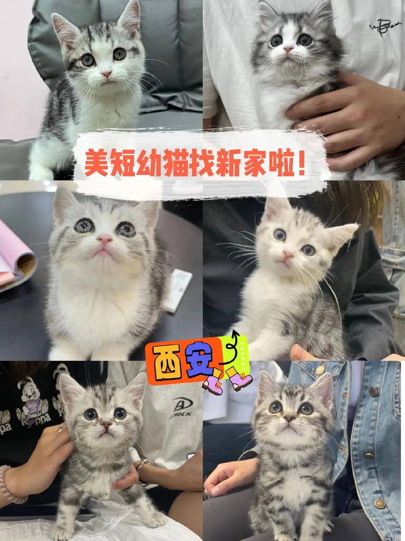 在博兴县哪里可以买到猫