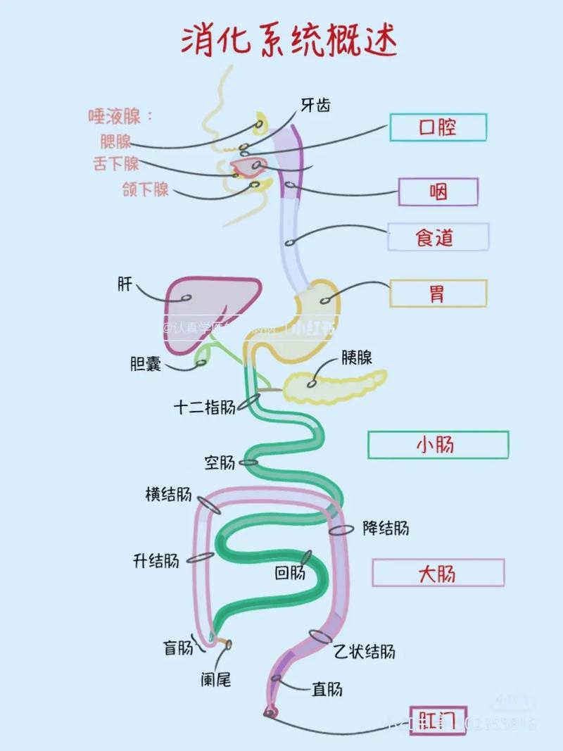 怎么能展示整个消化系统