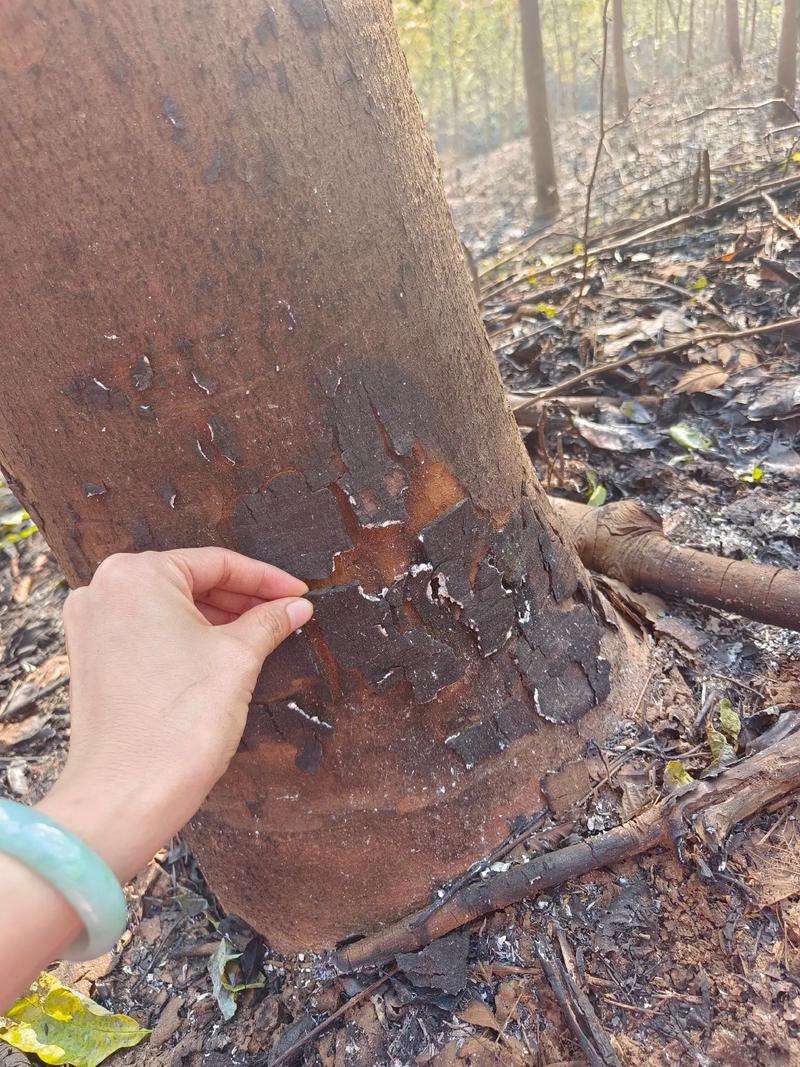 橡胶树死皮怎么治