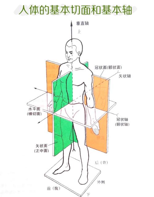 人体解剖学讲师怎么样