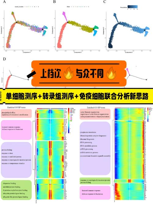 全转录组测序需要多久