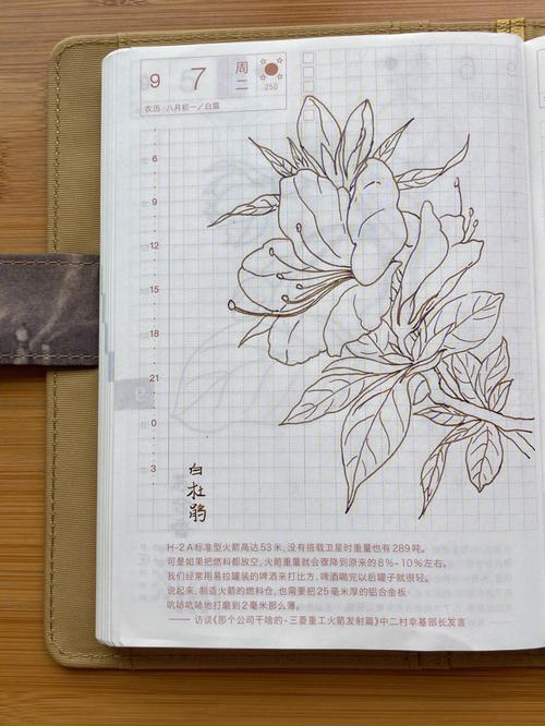 白杜鹃花共多少笔划