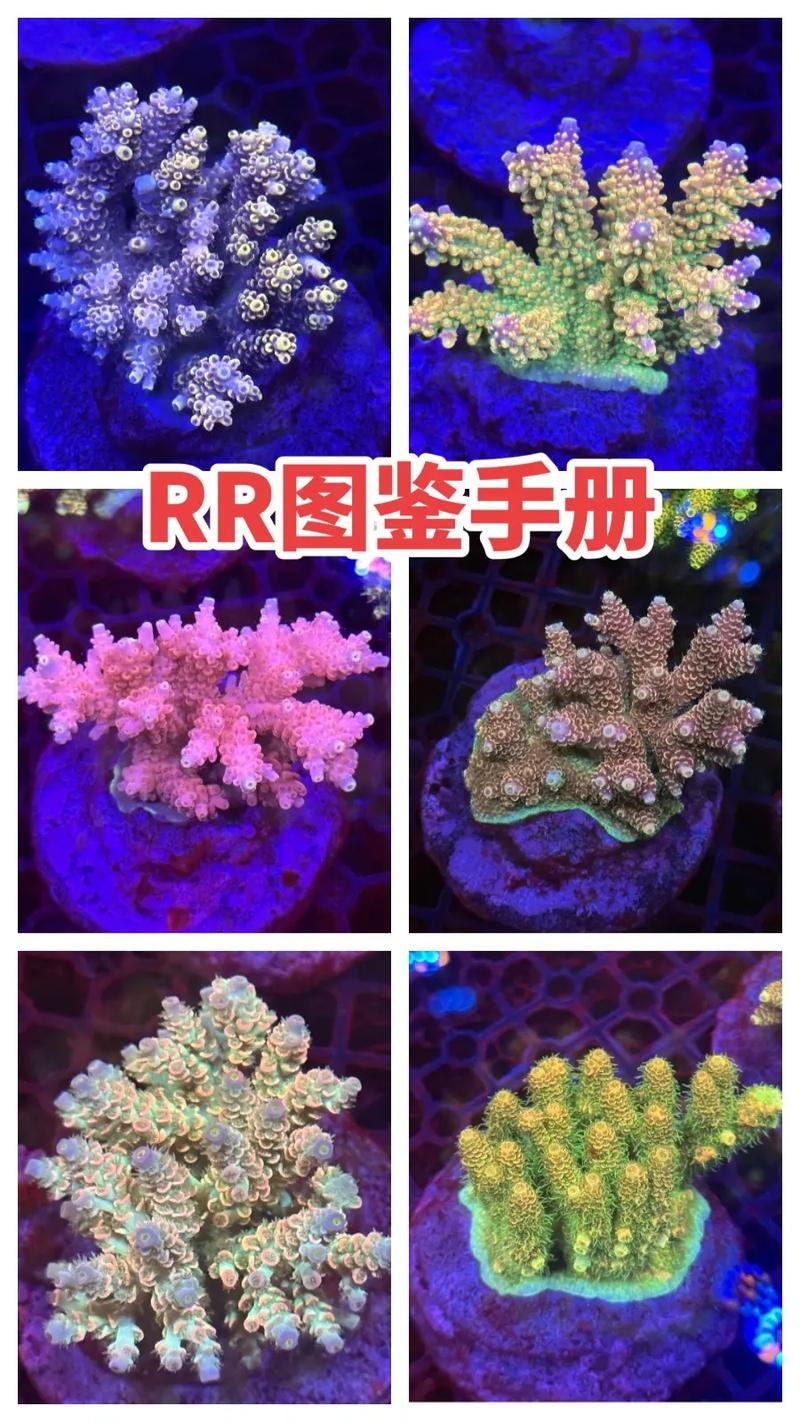 珊瑚有多少名字